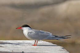 Image of Common Tern