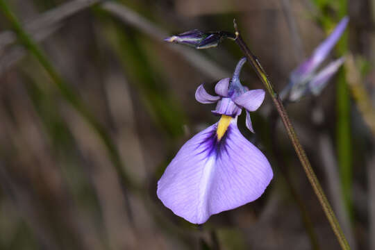 Image of Pigea calycina DC.