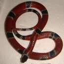 Image of Common Neckband Snake