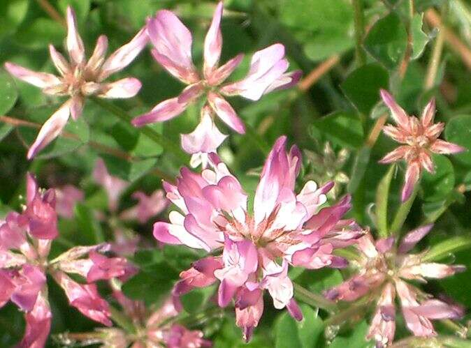 Sivun Astragalus sinicus L. kuva