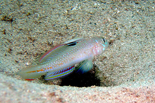 Image of Spinecheek goby