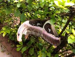 Image of atlas moth