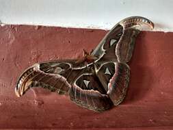 Image de Attacus atlas (Linnaeus 1758)