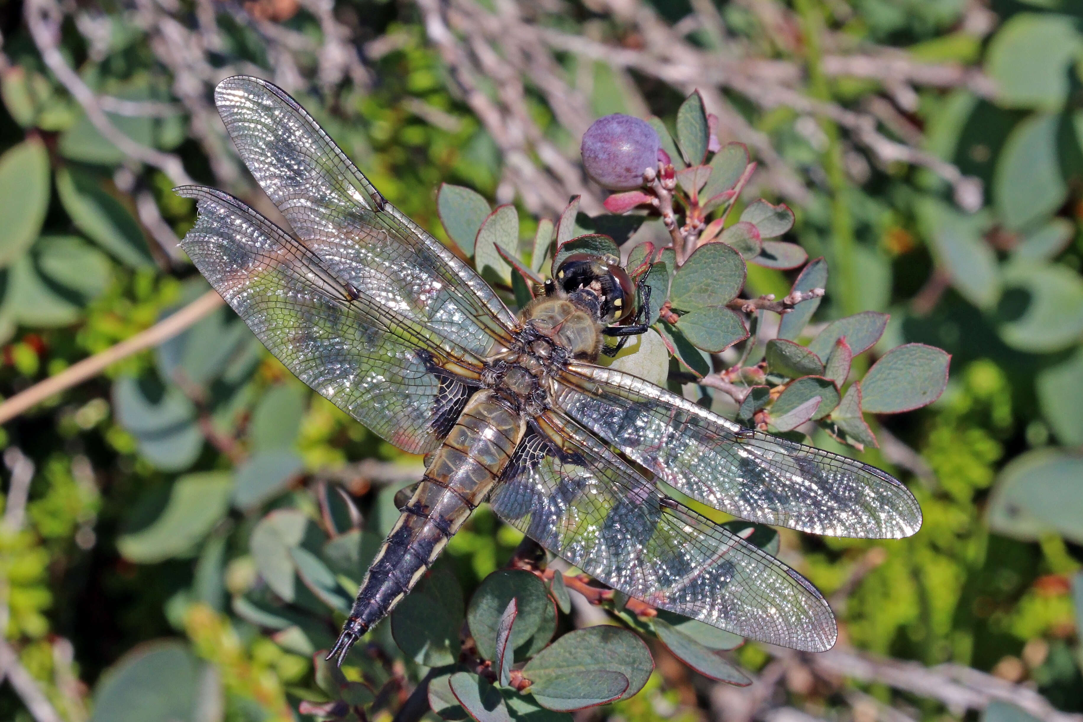 Image of Four-spotted Chaser