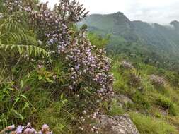 Image of Strobilanthes kunthiana