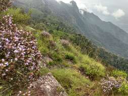 Image of Strobilanthes kunthiana