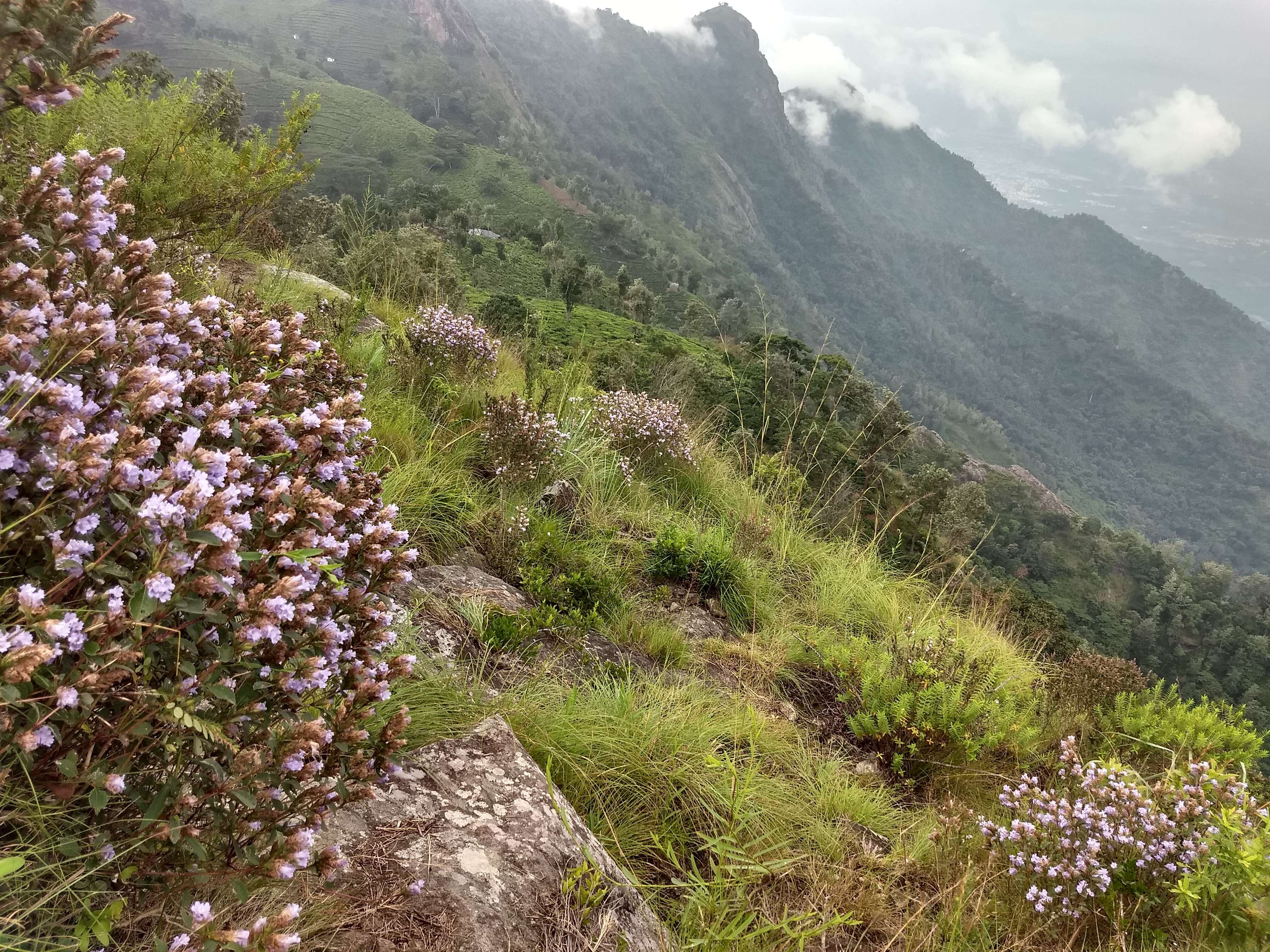 Image of Strobilanthes kunthiana