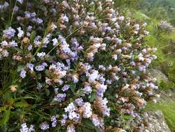 Image of Strobilanthes kunthiana