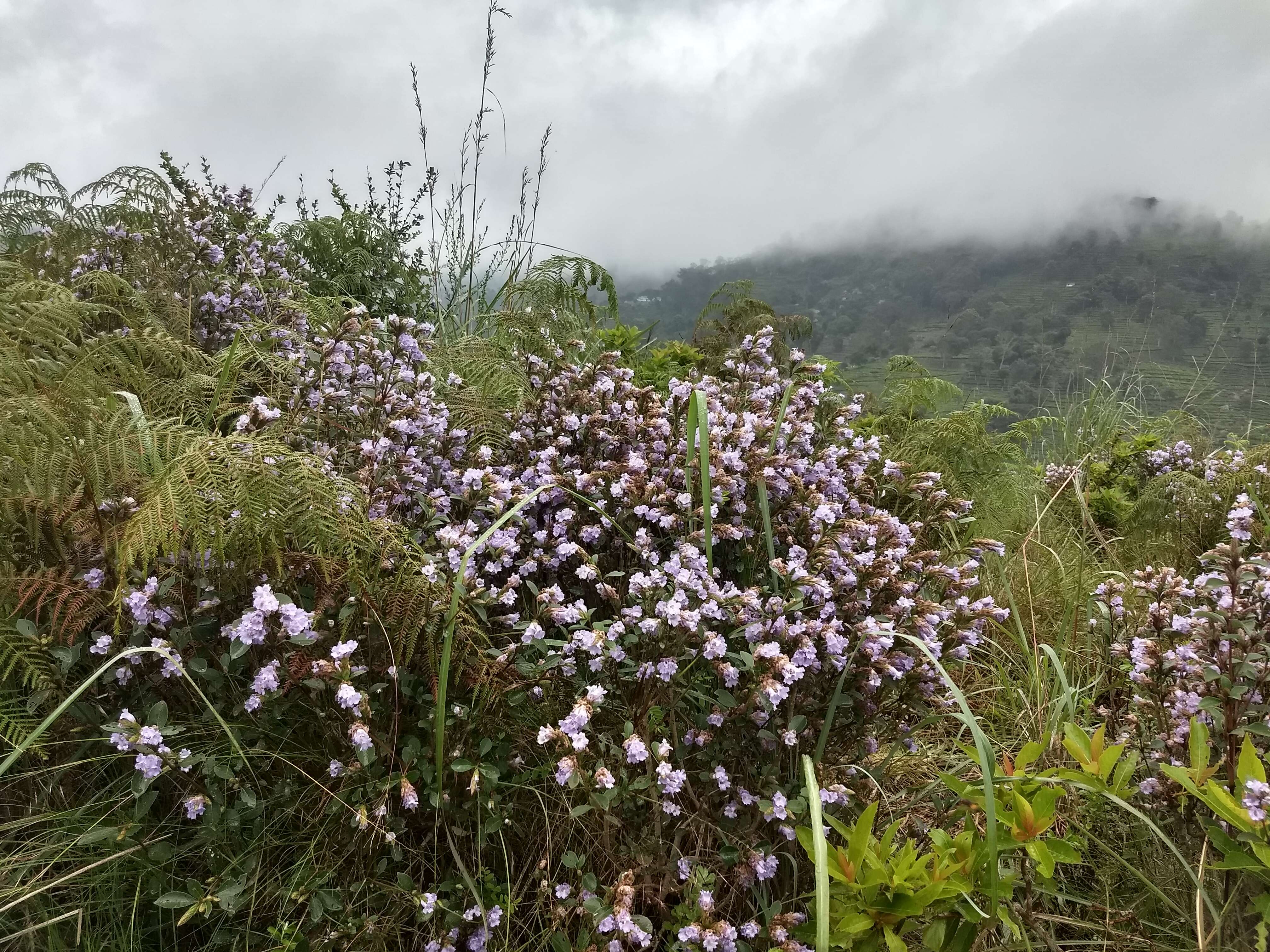 Image of Strobilanthes kunthiana