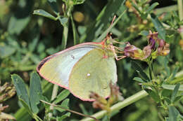 Image of Palaeno Sulphur