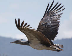 Image of Kori Bustard