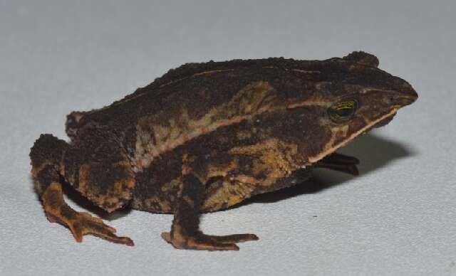 Image of Santa Rita beaked toad