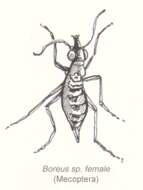 Image of snow scorpionflies