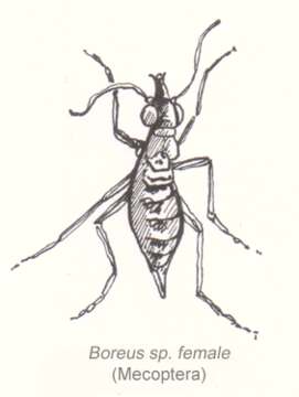 Image of Boreidae