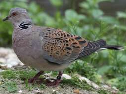 Image of turtle dove, european turtle dove