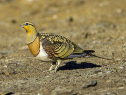 Image of Pin-tailed Sandgrouse