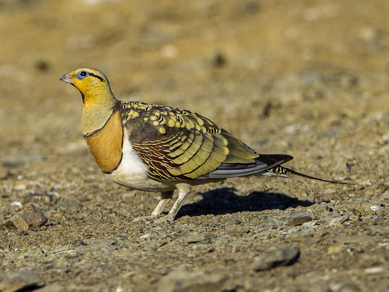 Image of Pin-tailed Sandgrouse