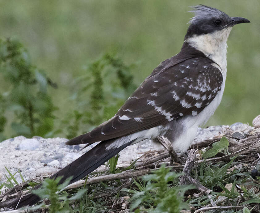 Imagem de Clamator glandarius (Linnaeus 1758)