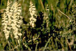 Image of Nodding lady's tresses