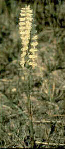 Image of Great Plains lady's tresses