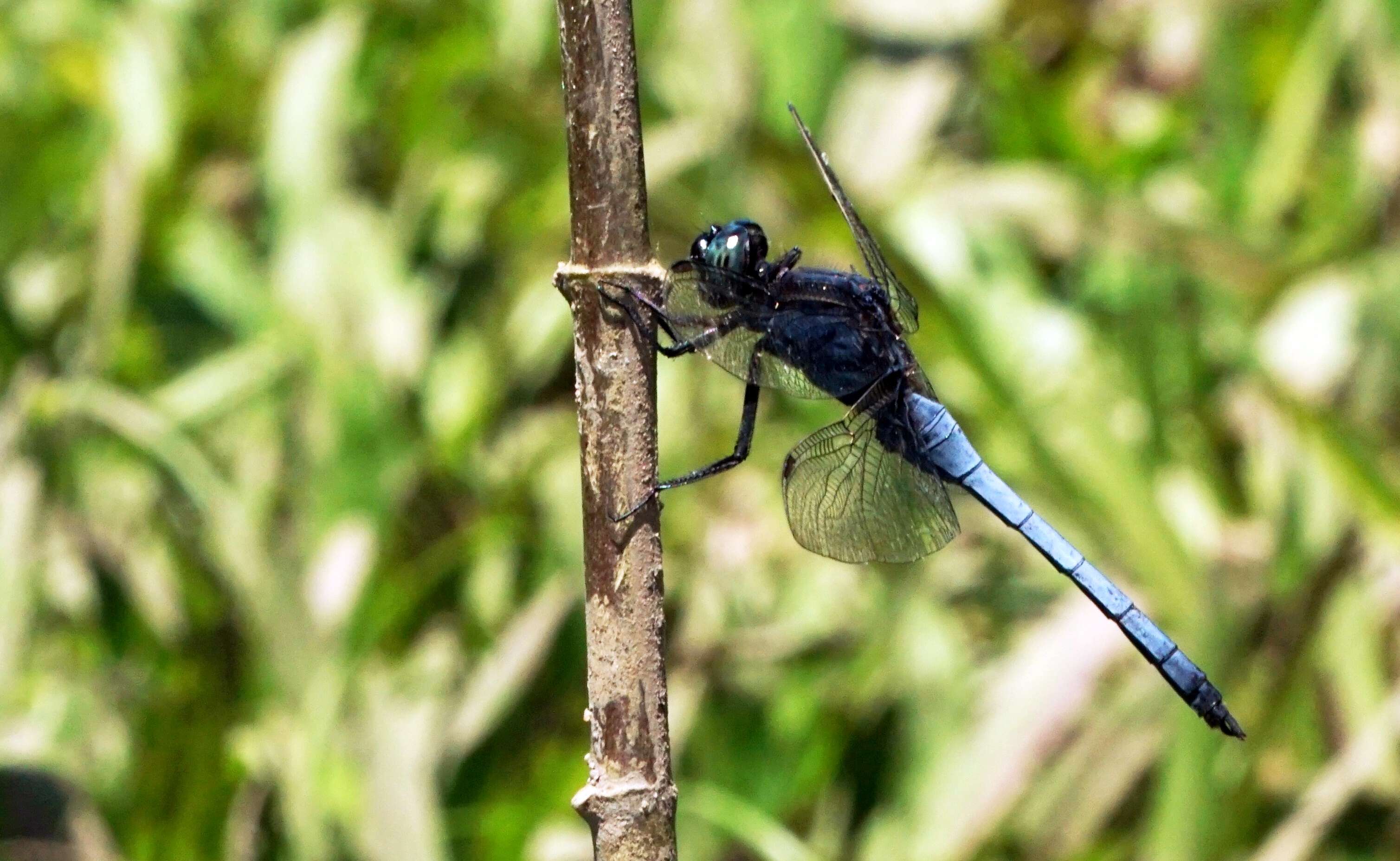 Image of blue marsh hawk