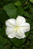 Image of Moonflower or moon vine