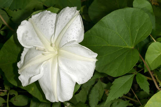 Image of Moonflower or moon vine