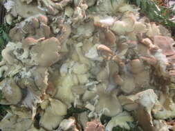 Image of Pleurotus