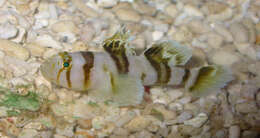 Image of Blackbarred reefgoby