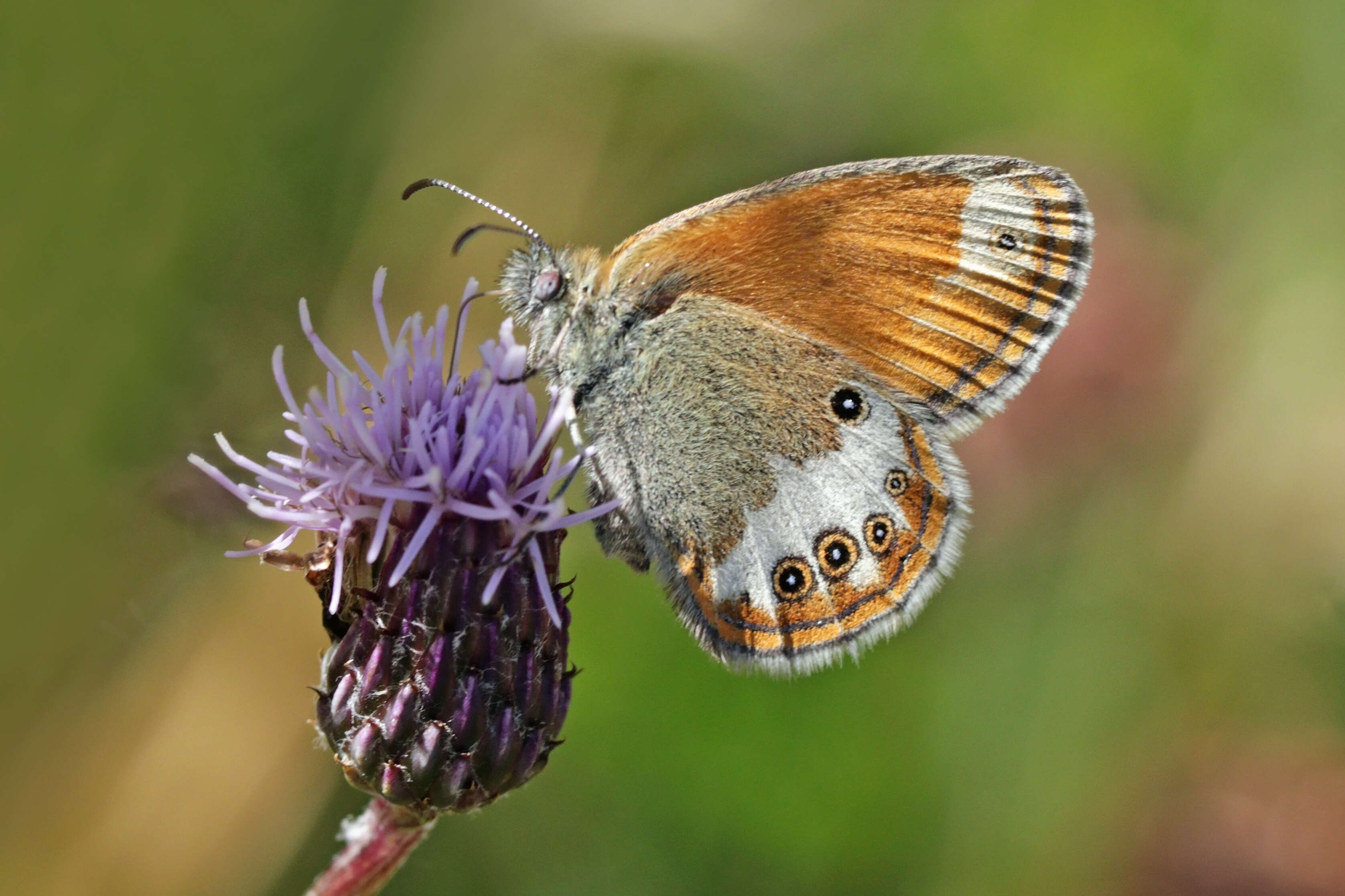 Coenonympha arcania Linnaeus 1761的圖片