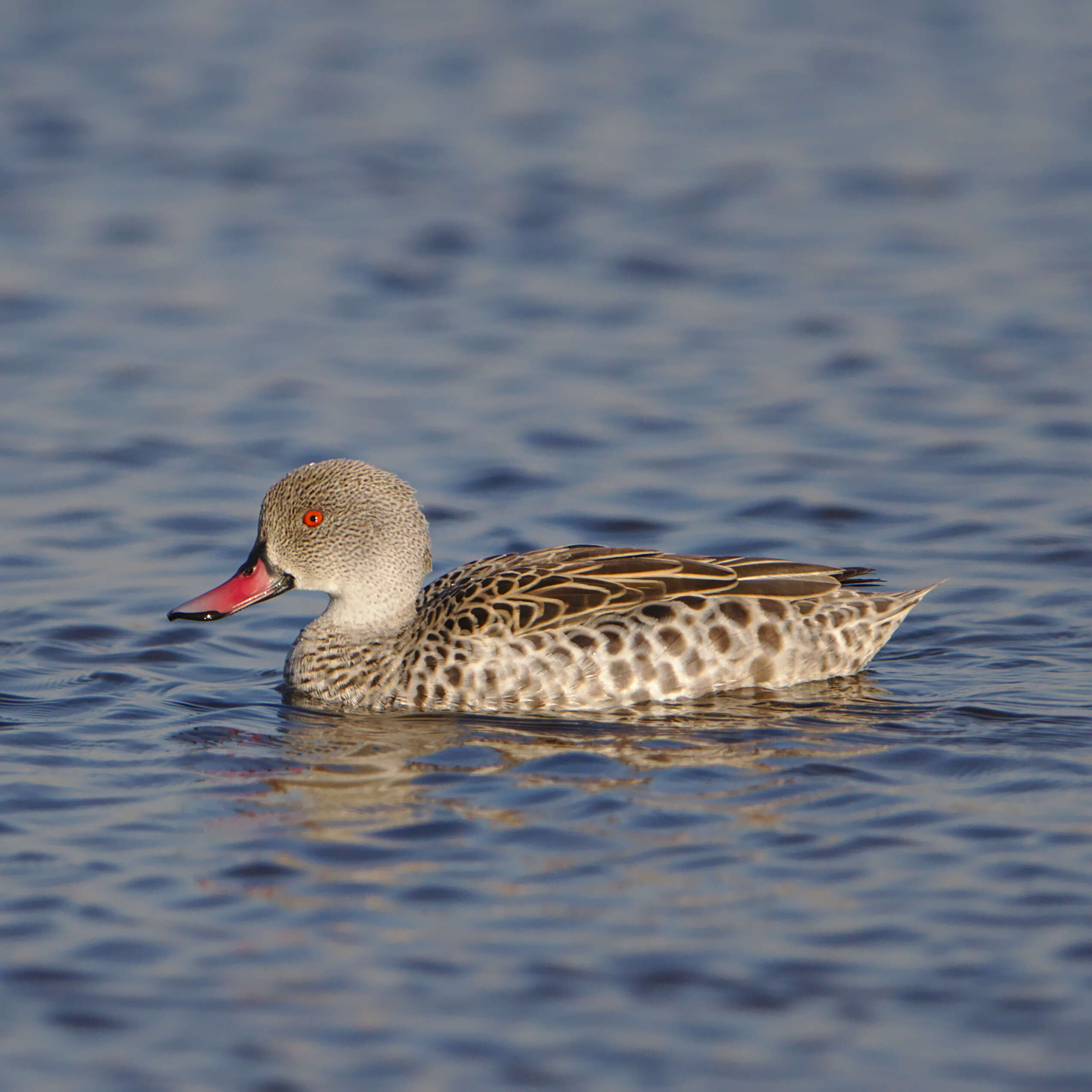 Image of Cape Teal