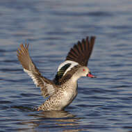 Image of Cape Teal