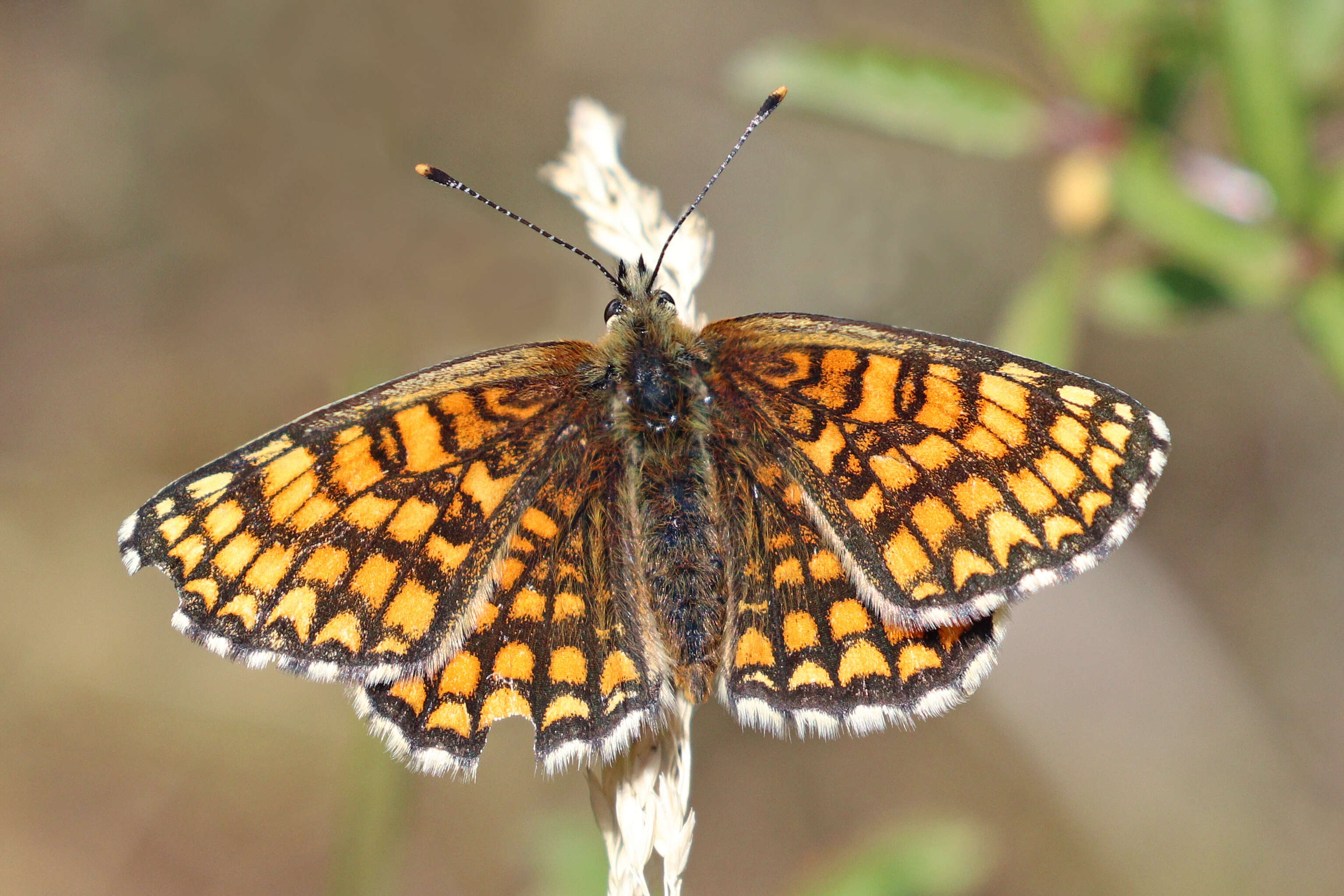 Image of Melitaea athalia