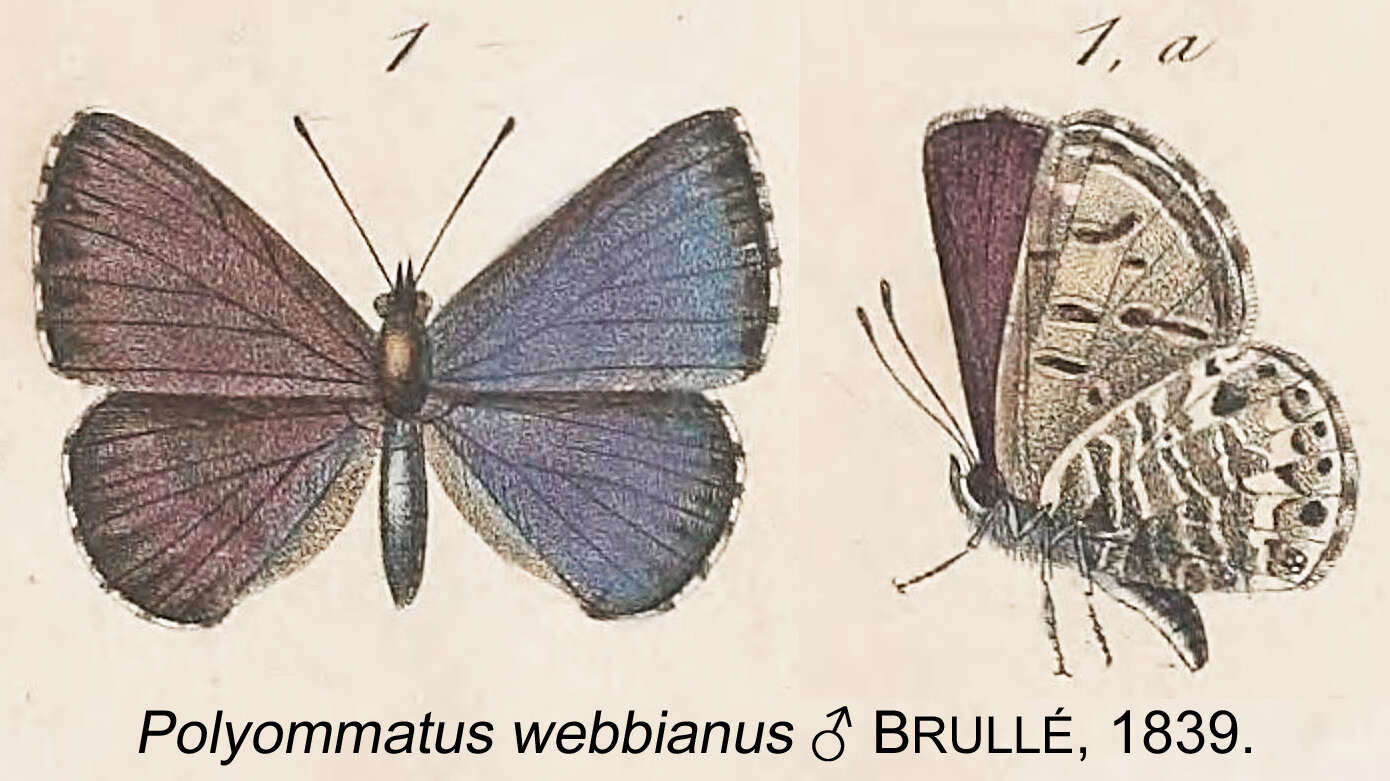 Image of Leptotes webbianus