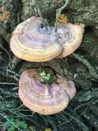 Image of Ganoderma curtisii (Berk.) Murrill 1908