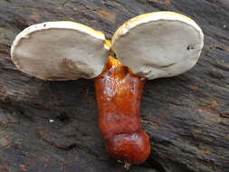 Image of Ganoderma curtisii (Berk.) Murrill 1908