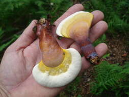 Image of Ganoderma curtisii (Berk.) Murrill 1908