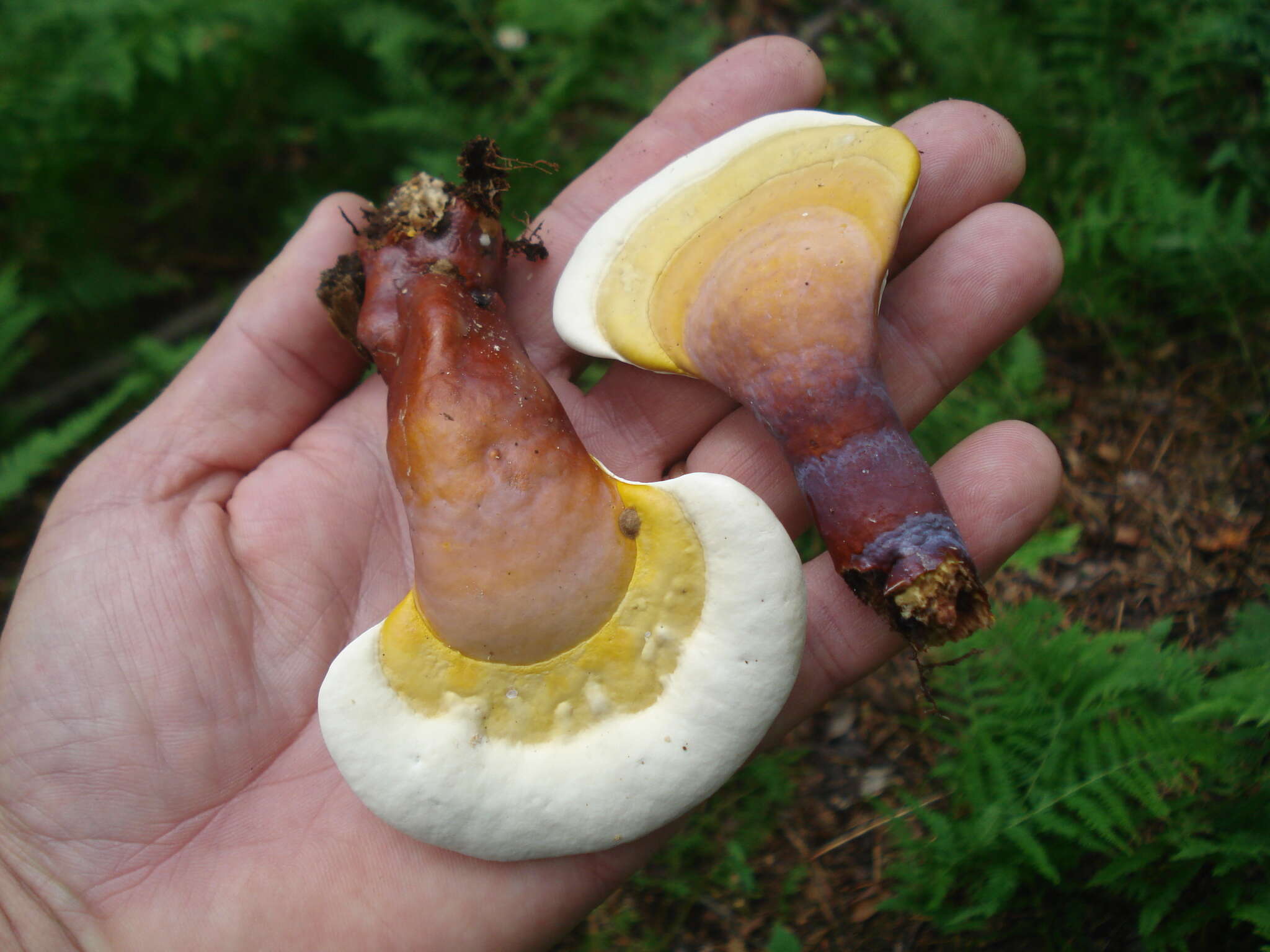 Image of Ganoderma curtisii (Berk.) Murrill 1908