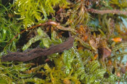 Image of southern velvet worms