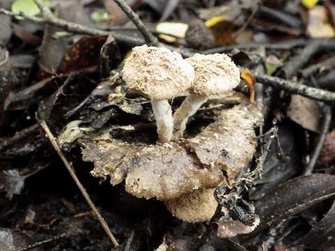 Image of Powdery Piggyback mushroom