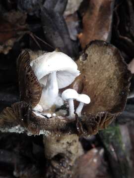 Image of Powdery Piggyback mushroom