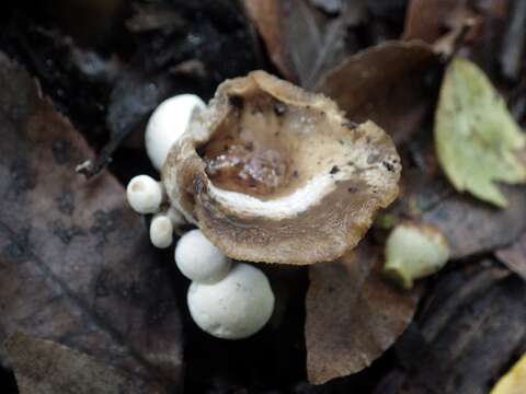 Image of Powdery Piggyback mushroom