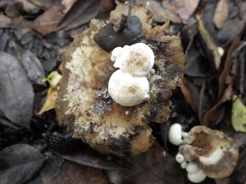 Image of Powdery Piggyback mushroom