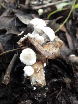 Image of Powdery Piggyback mushroom