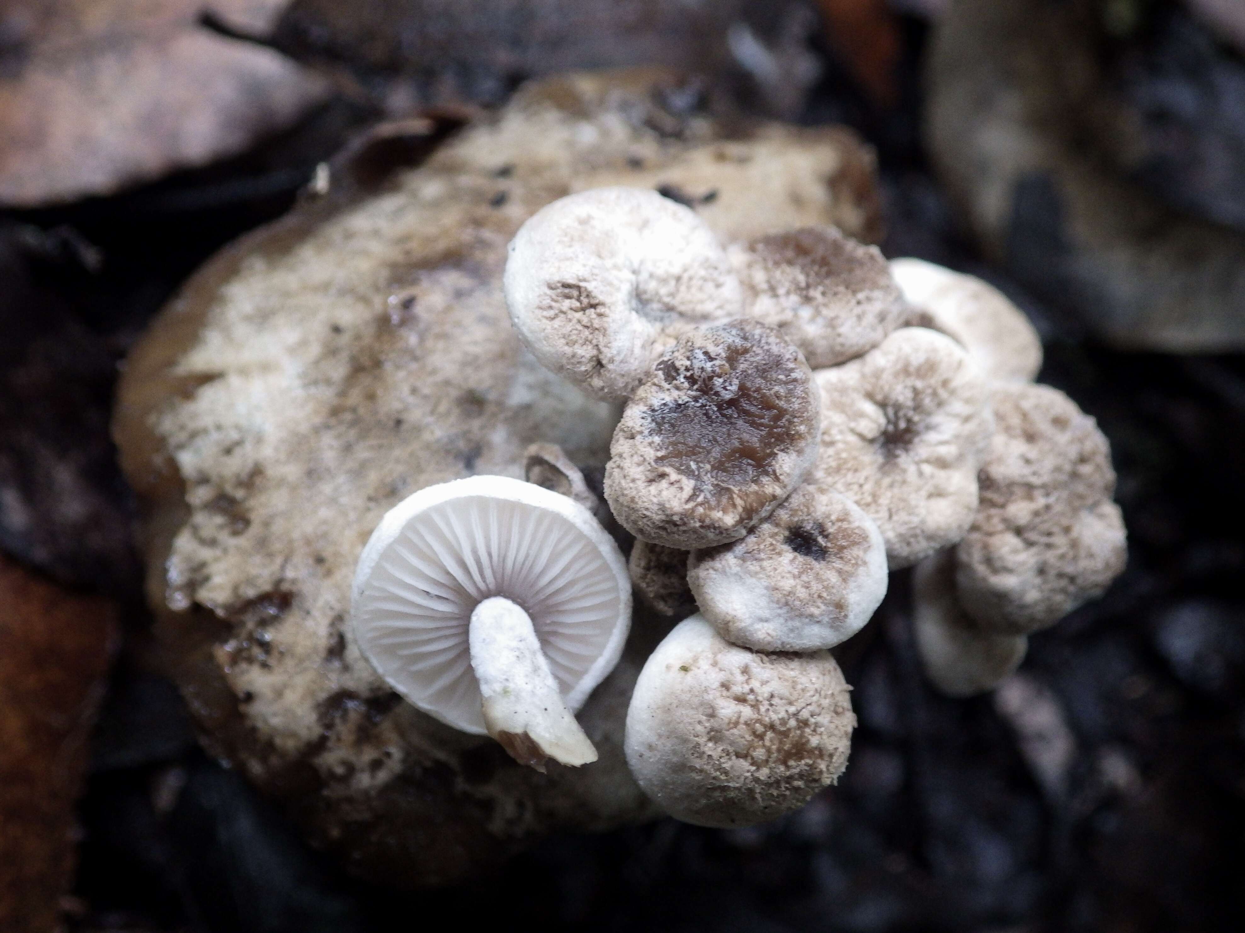 Image of Powdery Piggyback mushroom