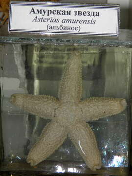 Image of northern Pacific sea star