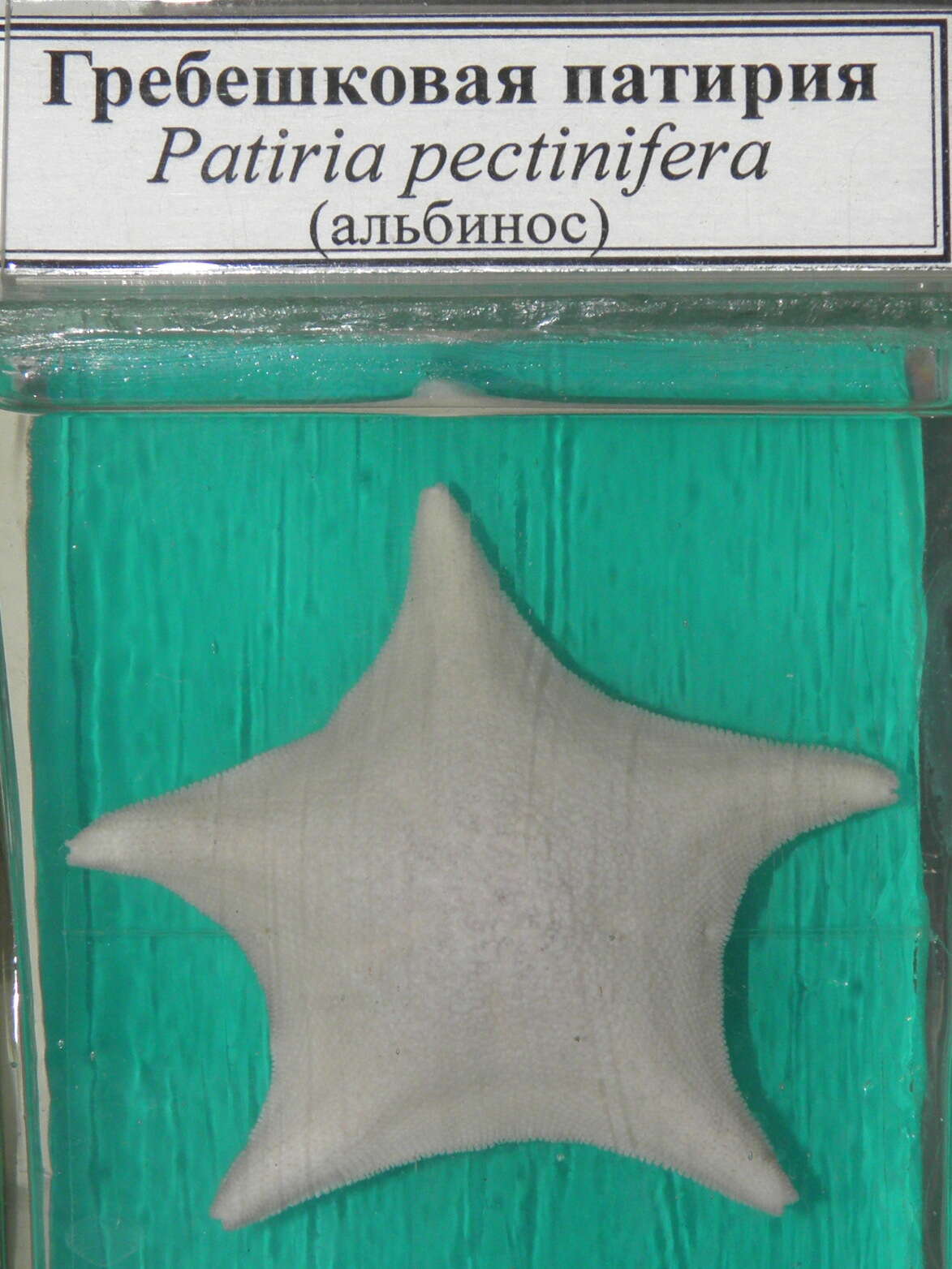 Image of Blue bat star