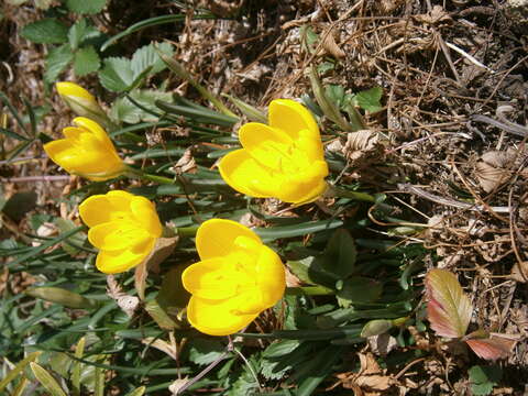 Image of winter daffodil