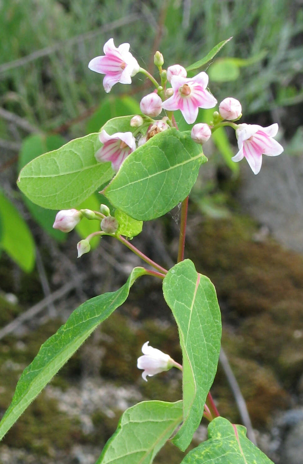 Image of flytrap dogbane