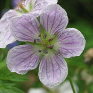 Image of Richardson's geranium